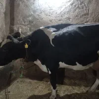 گاو‌شیری|حیوانات مزرعه|هشترود, |دیوار