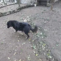 سگ قدر جانی و سگ ژرمن جفت نر|سگ|خرمآباد (تنکابن), |دیوار