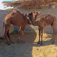 دو عدد هاشی نر