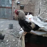 خروس جوان و هیکلی