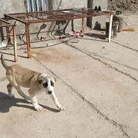 توله ماده خراسانی