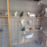 کبوتر فروشی