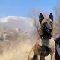 بلژین ملینوا|سگ|گرگان, |دیوار