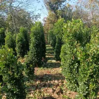 یاس هلندی سایز درشت پر|گل و گیاه طبیعی|رشت, پیرکلاچای|دیوار