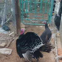 فروش بوقلمون نر