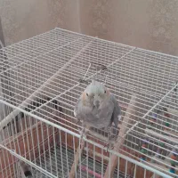 عروس هلندی مادهداماده|پرنده|گلبهار, شهر جدید گلبهار|دیوار