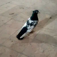 چپ سبز و سینه سیاه