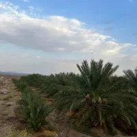 ۵هکتار باغ خرما پیارم/سنددار حاجی آباد روستای کهه|فروش دفتر صنعتی، کشاورزی، تجاری|حاجی آباد, |دیوار