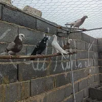 جوجه کفتر