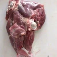 بوقلمون زنده وگوشت بوقلمون|حیوانات مزرعه|شباب, |دیوار