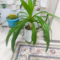 گل ذرتی با گلدون بزرگ نه ساله چن تا پا جوش هم داره|گل و گیاه طبیعی|شیراز, کوی زهرا|دیوار