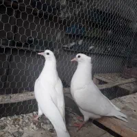 جوجه کاردرست ضمانتی|پرنده|کاشان, نوش آباد|دیوار