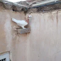 طوقی نر زرد موش پا کاکلی|پرنده|قم, مجیدیه|دیوار