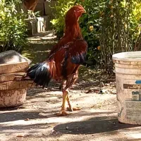 خروس‌لاری‌اصل