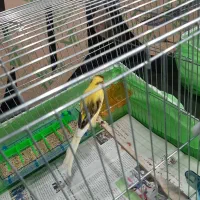 قناری رسمی بلند دونه ای 5 میلیون