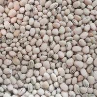 لوبیا دست چین پولویی