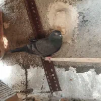 کفتر ماده|پرنده|مرودشت, بیست متری بیمارستان|دیوار