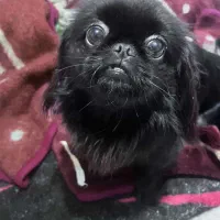 فروش سگ|سگ|قائم‌شهر, |دیوار