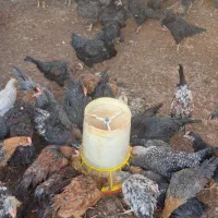 فروش جوجه خروس.محلی مرغ تخم گذار|حیوانات مزرعه|سیرجان, |دیوار