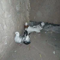کبوتر‌پرشی‌به‌شرط