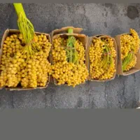 فروش عمده خرما مضافتی زاهدی پیارم|عمدهفروشی|قائمشهر, |دیوار