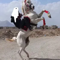 اسب عرب با مدرک