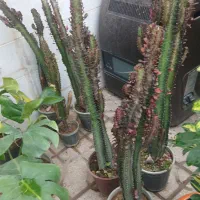 گل و گلدان|گل و گیاه طبیعی|یزد, |دیوار