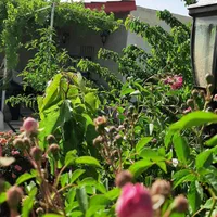 فروش باغ شهری درمجموعه گلدشت سیخ دارنگون|فروش خانه و ویلا|شیراز, سینما سعدی|دیوار