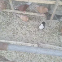 چندتا رنگه ماده|پرنده|تربت‌حیدریه, اندیشه|دیوار