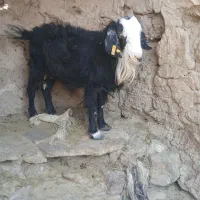 یک عدد بزو میش چاق