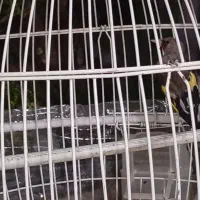 سهره|پرنده|زبرخان, |دیوار