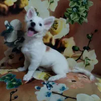 سگ بازیگوش|سگ|نیشابور, دارایی|دیوار