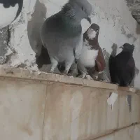 کفتر|پرنده|شیراز, پودنک|دیوار