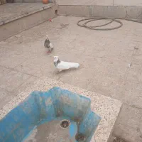 کبوتر|پرنده|شهرضا, |دیوار