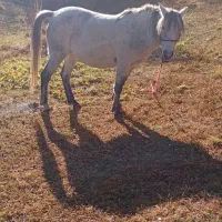 اسب مادیان 6ساله|اسب و تجهیزات اسب‌سواری|ارومیه, |دیوار