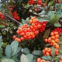 خانه اجاره ای باغچمک