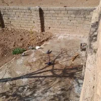 کبوتر روزگاری