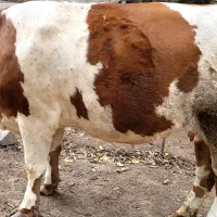 تلیسه آبستن