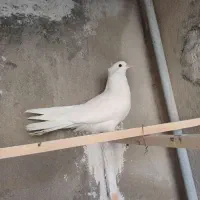 کفتر سفید کاکولی پاپر