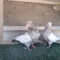 کبوتر .سینه سرور|پرنده|اهواز, کوی طلاب|دیوار