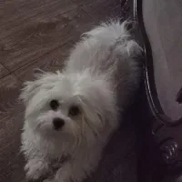 شیتزوی 11 ماهه با شناسنامه فول وسایل و واکسیناسیون