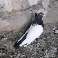 کبوتر
