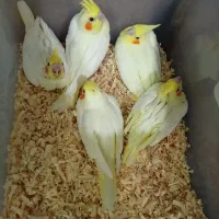 جوجه عروس هلندی سرلاکی نژاد سخنگو‌