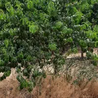 700مترزمین-مناسب-برای-سرمایه-گذاری-ور-آغلانتپه