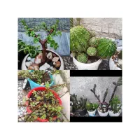 یه گل بخر ده تا بخر حراج واقعی