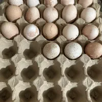 تخم نطفه دار سیساک