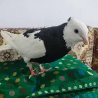 کبوتر|پرنده|سنندج, |دیوار