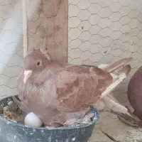 یه جفت کفتر راعبی