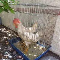 خروس|حیوانات مزرعه|شیراز, شهرک گلستان شمالی|دیوار