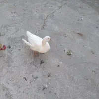 یک عددمرغابی تخم گذارسیصدهزار|پرنده|سرپل ذهاب, |دیوار